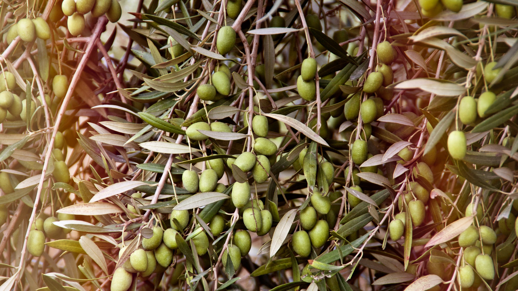 Familien Oliven Plantage im Yauca Tal Peru | Fundo Verde